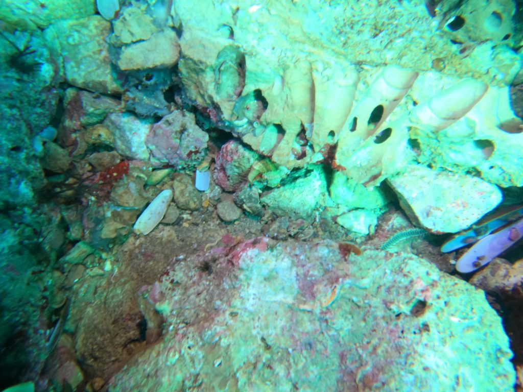 Isola Bella, l'allarme di un esperto sub: "Serve l'area marina protetta, ecco cosa sta accadendo" 1 isola bella 04