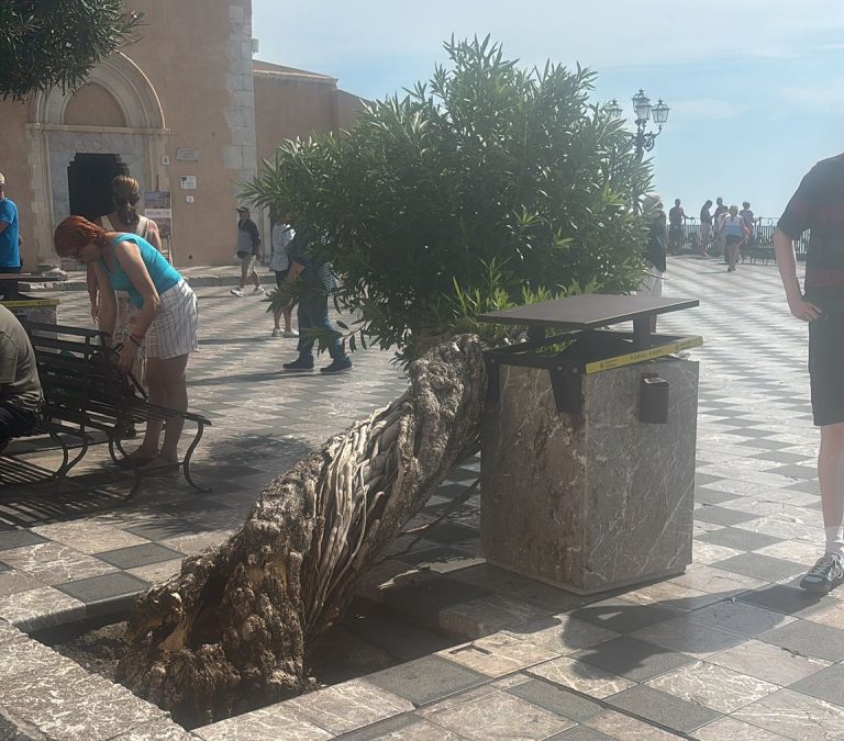 Taormina, due oleandri piegati in piazza IX Aprile: ecco cosa è successo