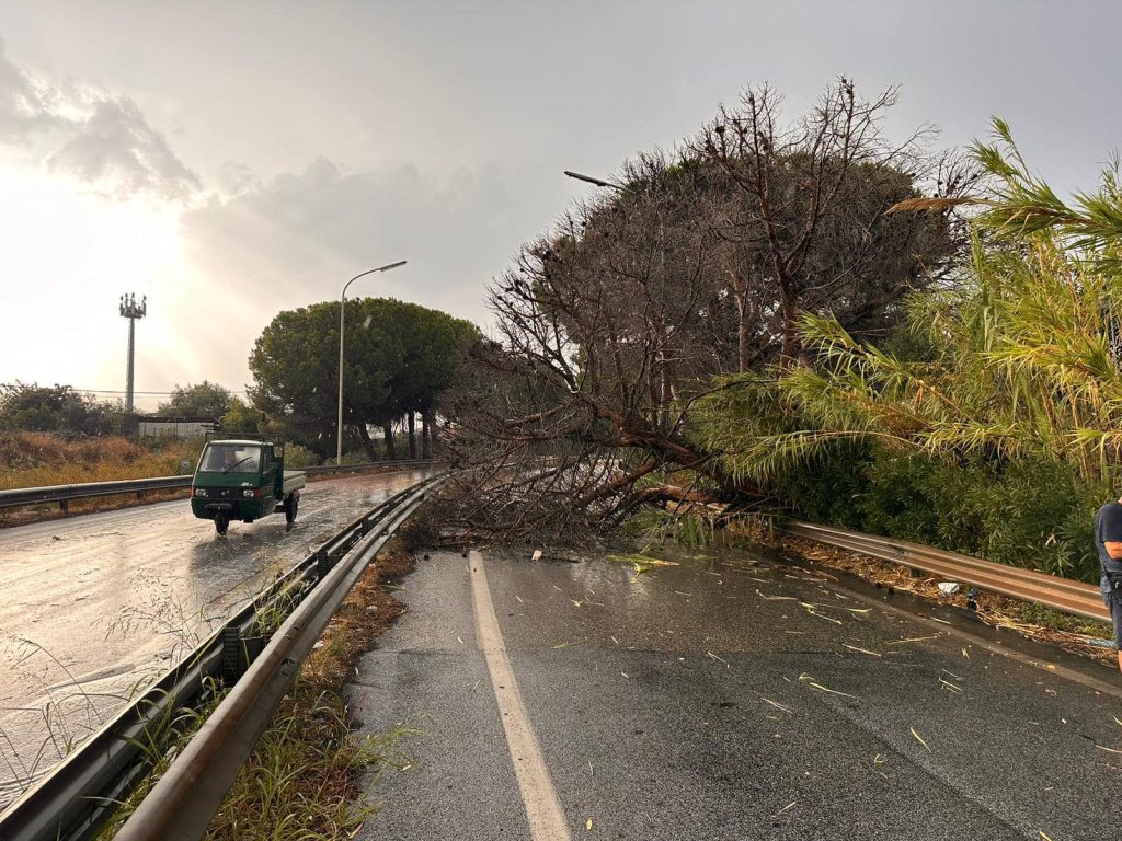 Il maltempo flagella Giardini Naxos, caduti alberi sulle rampe A18 e a Schisò 1 albero 02