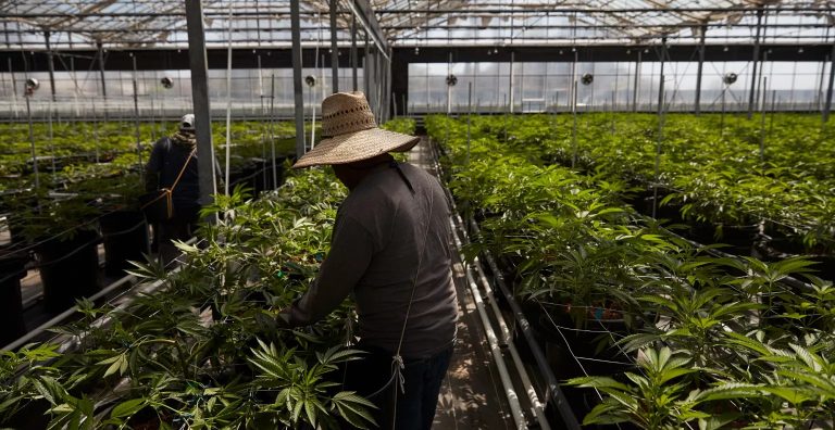 Usa, raid della polizia di frontiera in un’azienda di marijuana