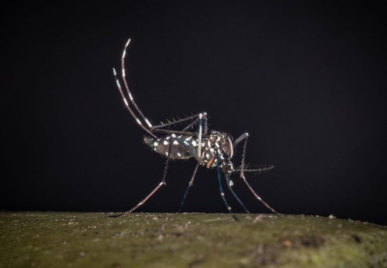 West Nile, al 23 luglio 32 casi in Italia