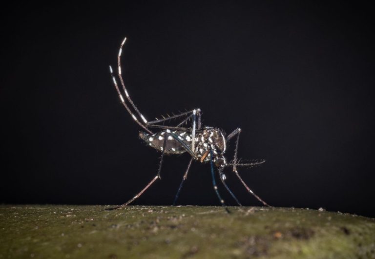 Due nuovi casi di West Nile in Italia, morto un 86enne