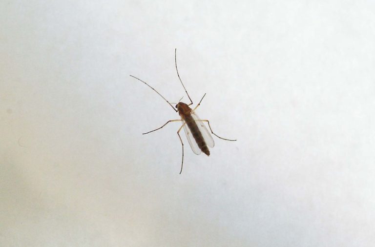 West Nile, Ministero: “Monitoraggio e informazioni con il numero 1500”