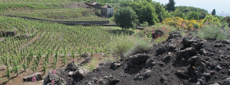 Favazza Etna Winery: nel cuore dell’Etna un luogo magico tra vino, natura e sapori antichi