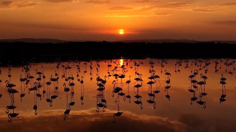 I fenicotteri tornano al Lago di Van durante la migrazione stagionale