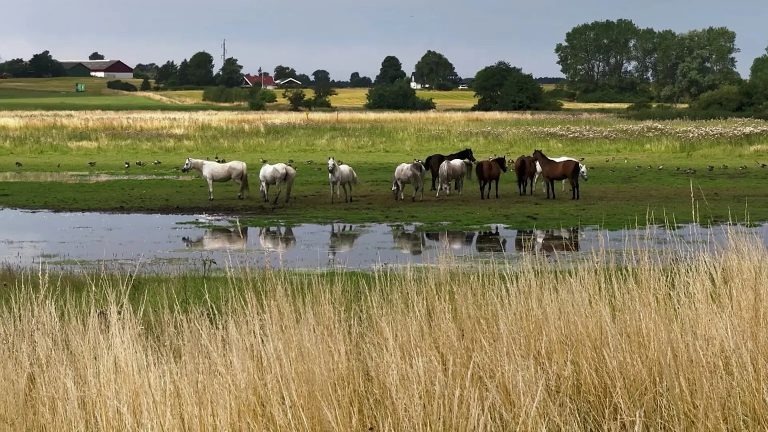 La rinaturalizzazione delle zone umide rallenta il riscaldamento globale