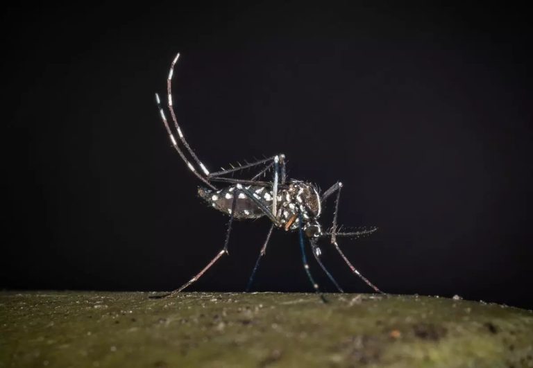 West Nile, 21 nuovi casi in Italia