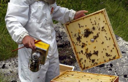 Apicoltura, Regione dà il via libera a bando da oltre un milione e trecentomila euro