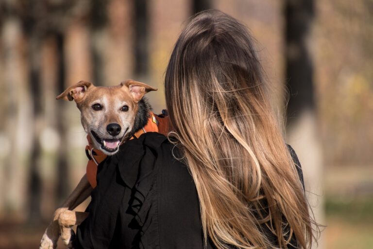 Bolzano lancia la tassa di soggiorno per i cani: Taormina la introdurrà? Bolzano lancia la tassa di soggiorno per i cani: Taormina la introdurrà?