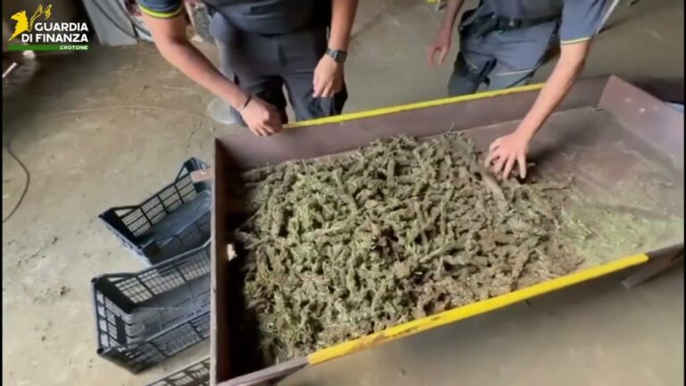 GdF sequestra maxi piantagione marijuana
