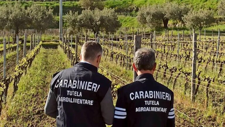 Società tedesca vendeva falso “Zibibbo di Pantelleria”, sequestrati 5 mila litri di vino
