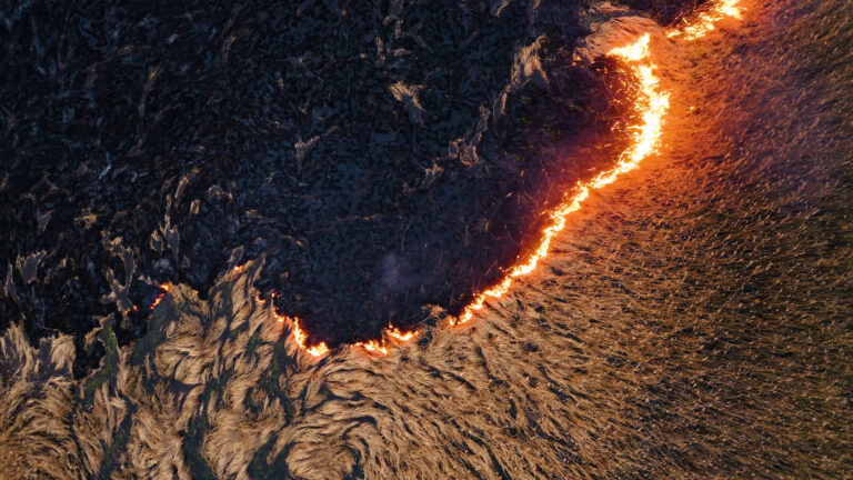 2025, anno nero per le foreste italiane 2025, anno nero per le foreste italiane