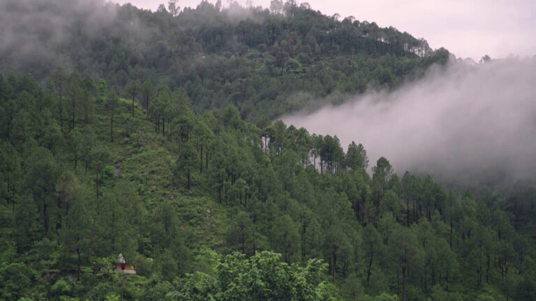 Nasce il registro dei boschi italiani