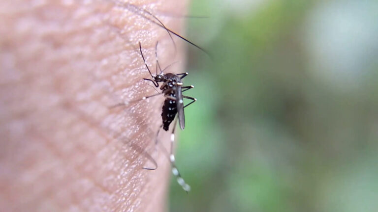 Malattie infettive tropicali, cresce l’attenzione