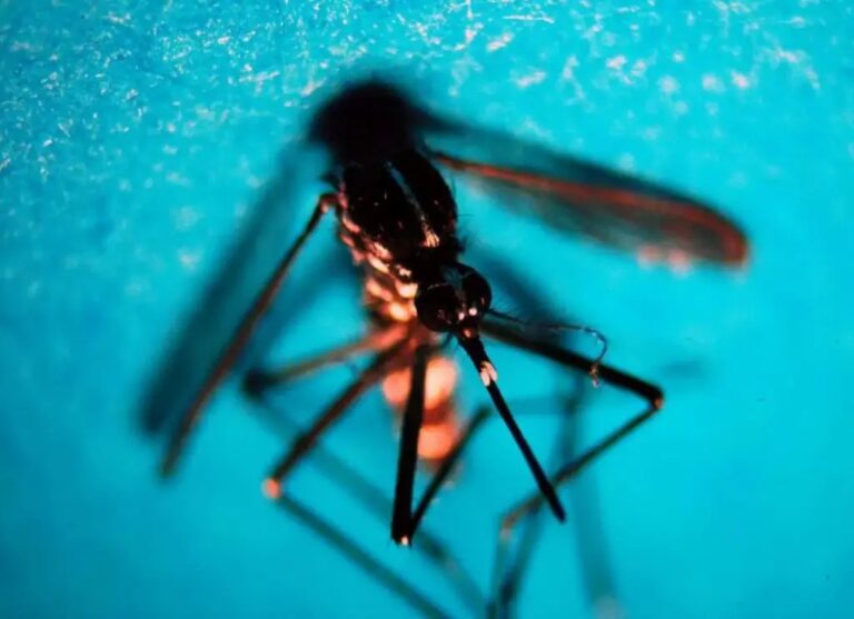Da inizio anno 718 casi di West Nile in Italia, 49 decessi