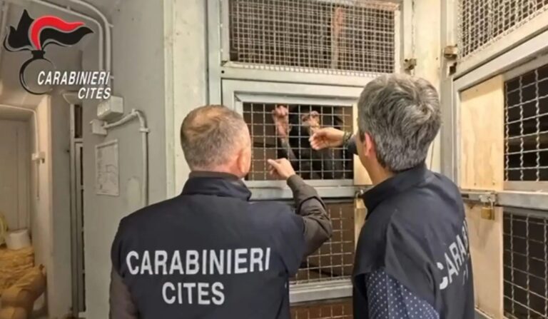 Teneva in casa uno scimpanzé, denunciato un uomo nel Siracusano