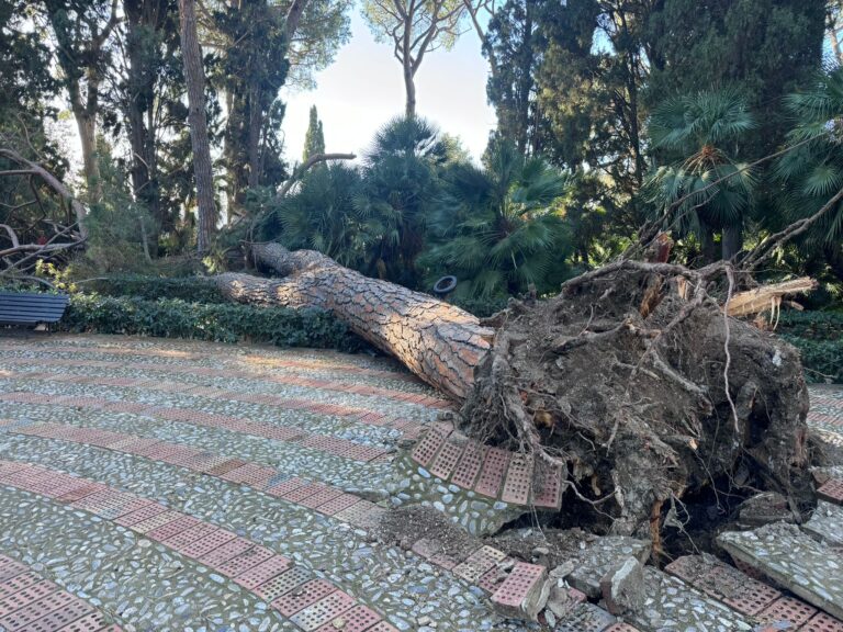 Maltempo a Taormina, il vento abbatte un pino alla Villa Comunale