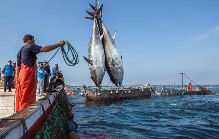 Pesca, graduatoria progetti per commercializzare e trasformare prodotti