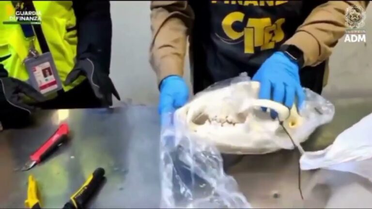 Malpensa, incredibile scoperta in aeroporto