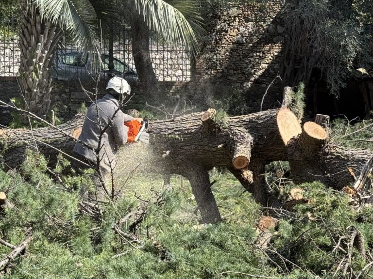 Parco Trevelyan, incarico a una società di Torino per la messa in sicurezza del patrimonio arboreo