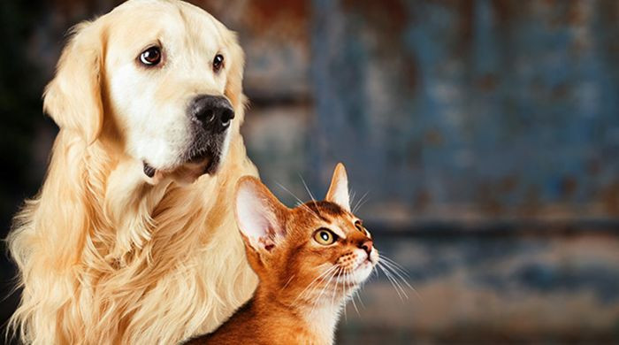 Linee guida per “Uso prudente dell’antibiotico per cani e gatti”