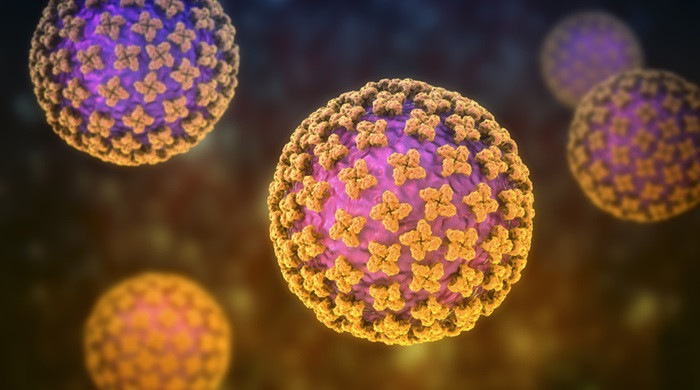 Hantavirus, Ecdc: molto basso il rischio per la popolazione generale in Europa