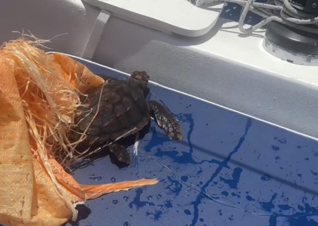 Taormina, salvata una tartaruga marina nelle acque di Isola Bella: era intrappolata in un sacco di plastica 1 IMG 6205