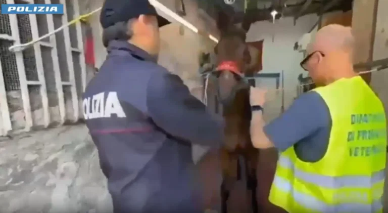 Col kalashnikov a una corsa clandestina di cavalli, giovane arrestato a Catania