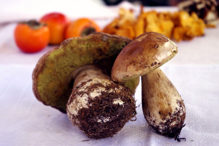 Festa del Fungo Porcino dell’Etna, il 19-20-26 e 27 settembre a Fornazzo gusto, musica e tradizione